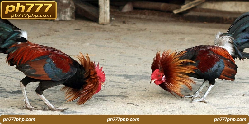 ph777-cockfighting-Key 