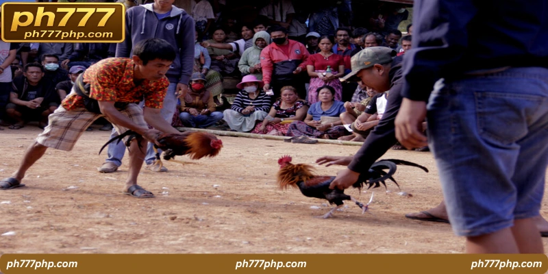ph777-cockfighting-Common 